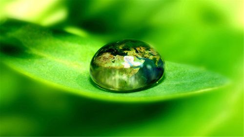 高清绿色壁纸植物水滴图片保护视力墙纸下载