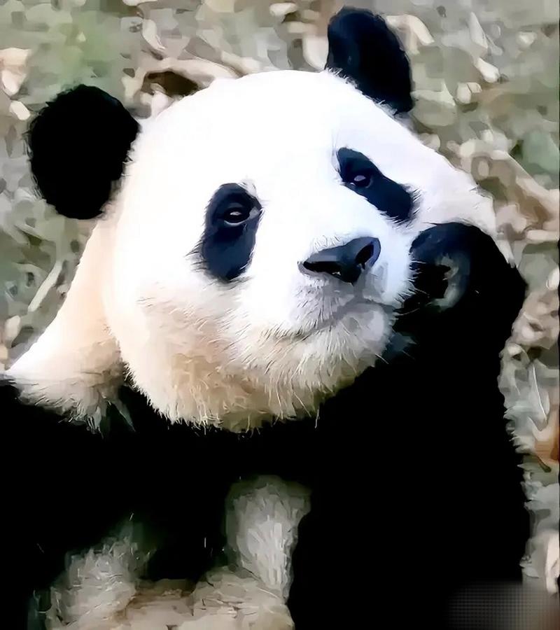 原来熊猫也要思考熊生! 福宝用熊手托着小胖脸陷入沉思, 两只眼睛里写