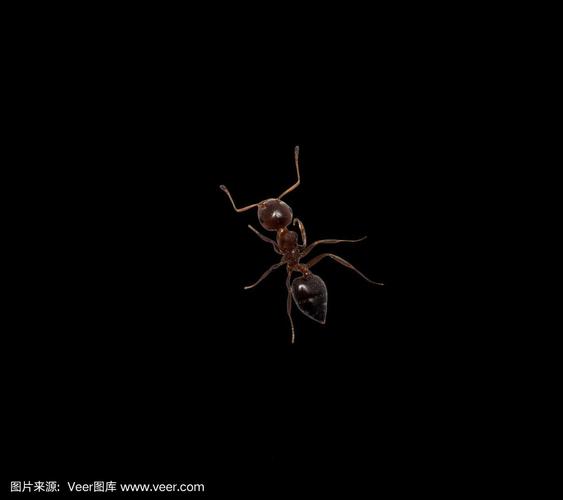 带翅膀的黑色蚂蚁有毒吗,带翅膀的黑蚂蚁是什么一定是白蚁吗