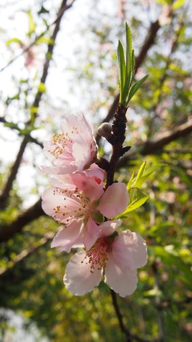 午后,桃花树