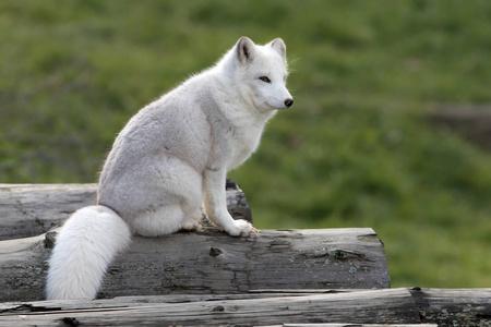 加拿大长北极狐狸 (狐狸狐) 与长的白色尾巴坐在一个日志在秋天在