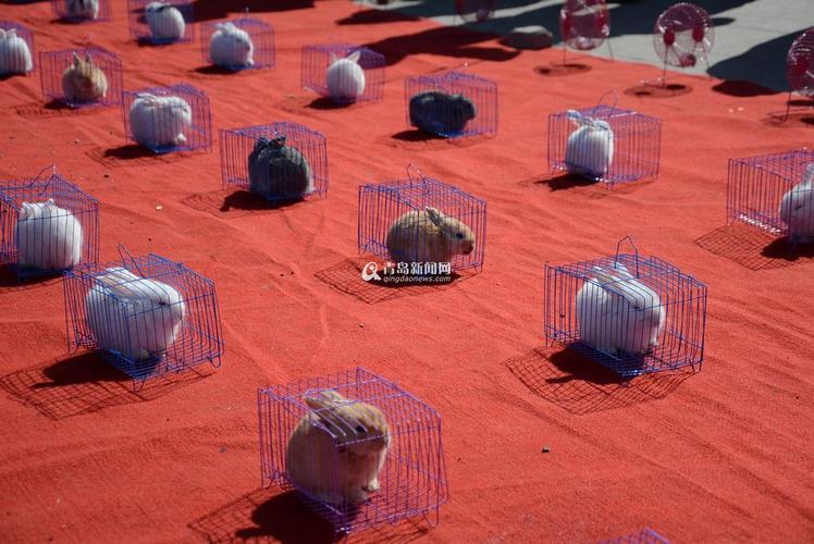 高清:海云庵广场活兔套圈 围观者指责虐待动物
