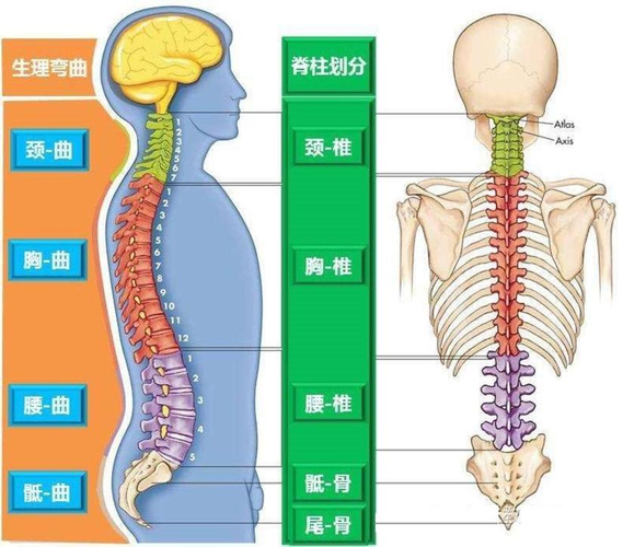 我们的脊柱共有26块脊椎骨合成,是我们人体的中轴骨骼,也是身体的支柱