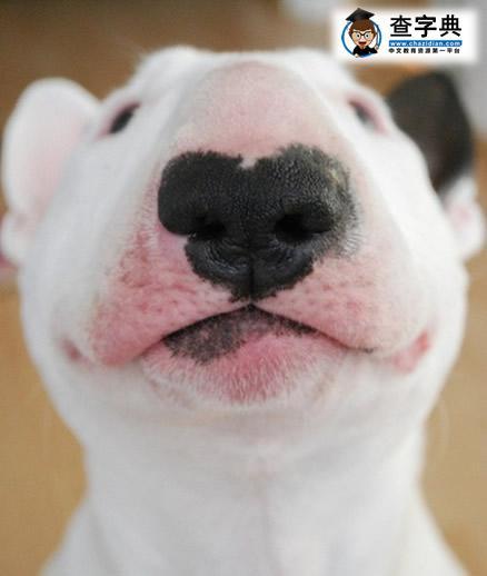 鼻子长成心型的狗狗 - 搞笑图片 - 查字典