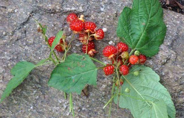 蔷薇科悬钩子属的植物山莓或树莓,也称覆盆子,东北俗称托盘,婆婆头等.