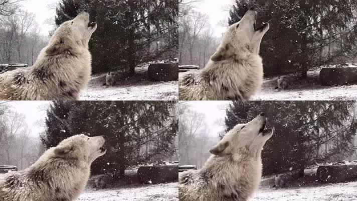 野狼狼叫声音狼吼狼嚎视频素材