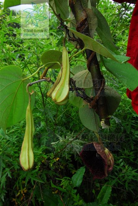  p>云南马兜铃,种拉丁名:aristolochia yunnanensis franch.