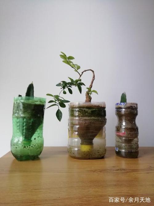 告诉你如何使用瓶罐种植花卉,让我们共同走进废物利用的低碳生活