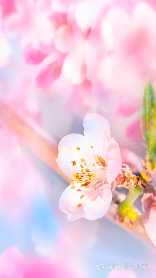 樱花或日本樱花特写,模糊的背景与美丽的bokeh.