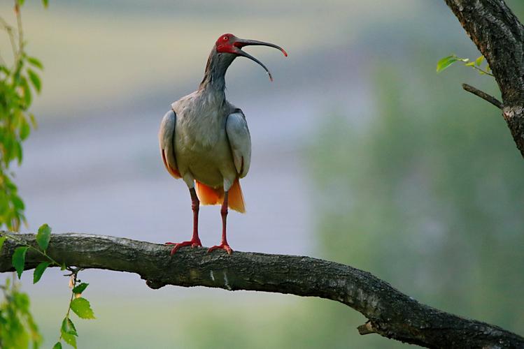 朱鹮系东亚特有种的珍稀鸟类,国家一级保护动物,是世界公认的濒危鸟类