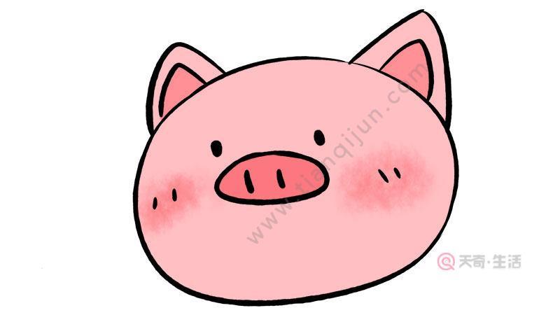 的卡通小猪简笔画教程步骤图片卡通猪头简笔画步骤小猪头像简笔画可