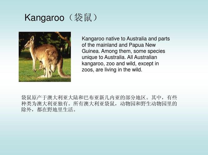 kangaroo(袋鼠) kangaroo native to australia and parts of the