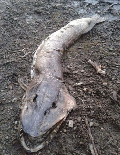英国湖边惊现水怪尸体 体长近2米满嘴利齿