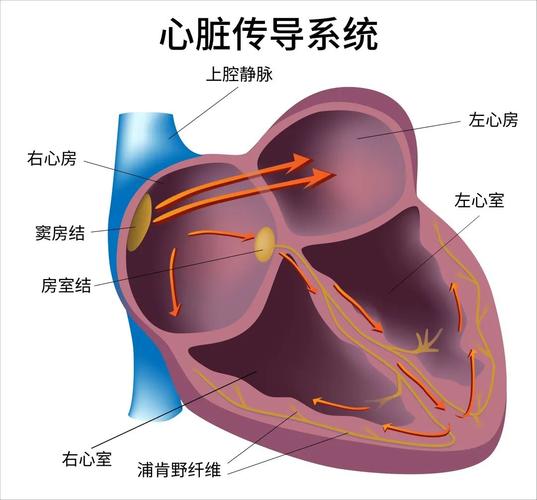 这里的心房和心室,就像房子里的卧室和大厅,是心脏的两大部分[2].