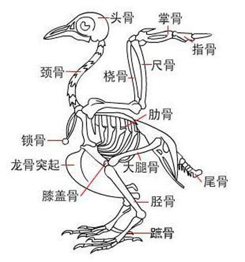 凯鸽鸽药赛鸽生理解剖学之运动系统一