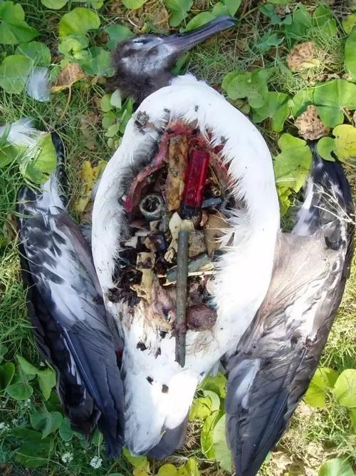 死亡的信天翁,海洋动物不能消化垃圾,经常因饥饿而死亡↑被塑料袋缠住