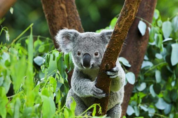 考拉是一种澳大利亚特有的树栖有袋类动物,也是世界上最古老,最原始的
