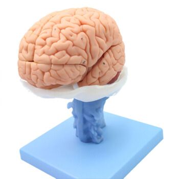颐诺医学人体大脑解剖模型脑干脑室间脑小脑模型神经科系统脑解剖模型