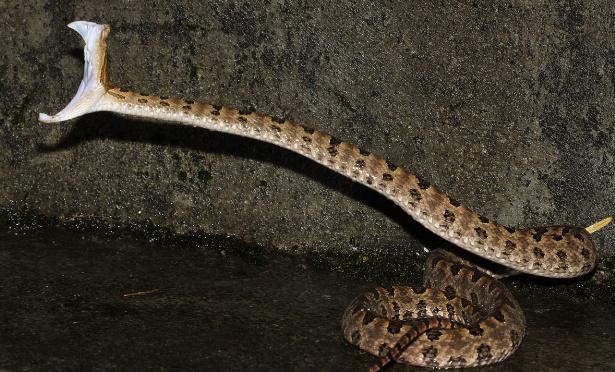 剧毒,是亚洲地区及东南亚地区内相当著名的蛇种.