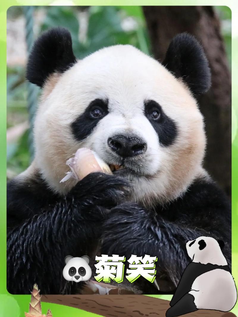94.菊笑 雌性大熊猫 2002年9月28日出生 母亲是大熊 - 抖音