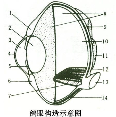 鸽眼结构分析