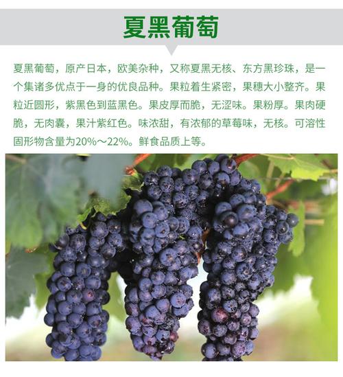 供应 新鲜夏黑葡萄 一级无核葡萄品种