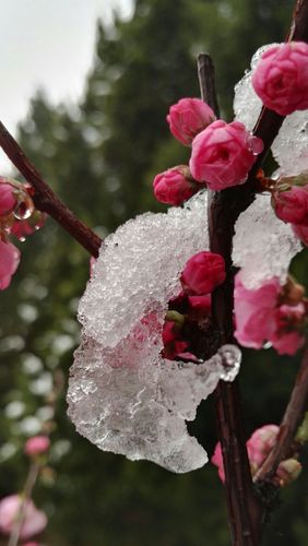 人间芳菲四月天,雪压桃花如含胭.寒食飘雪清明日 ,半边红来白半边.