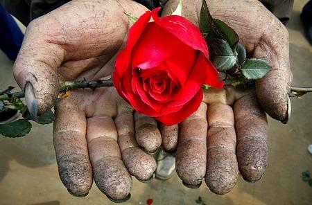情人节前夕玫瑰花进入销售旺期,花农向中飞的双手被玫瑰花刺得面目全