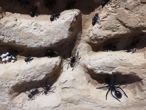 蚂蚁洞穴