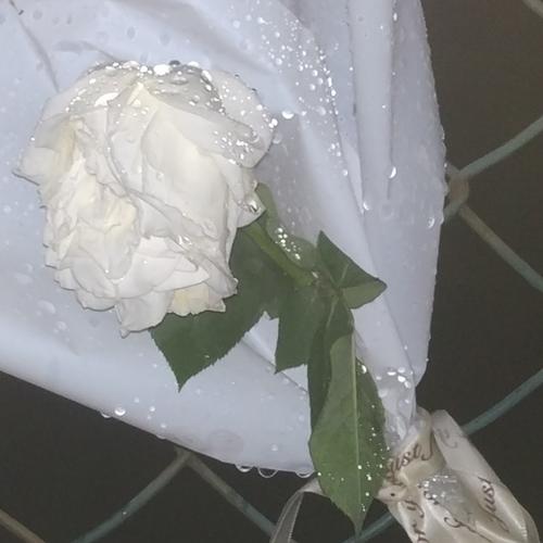 白玫瑰上的珍珠