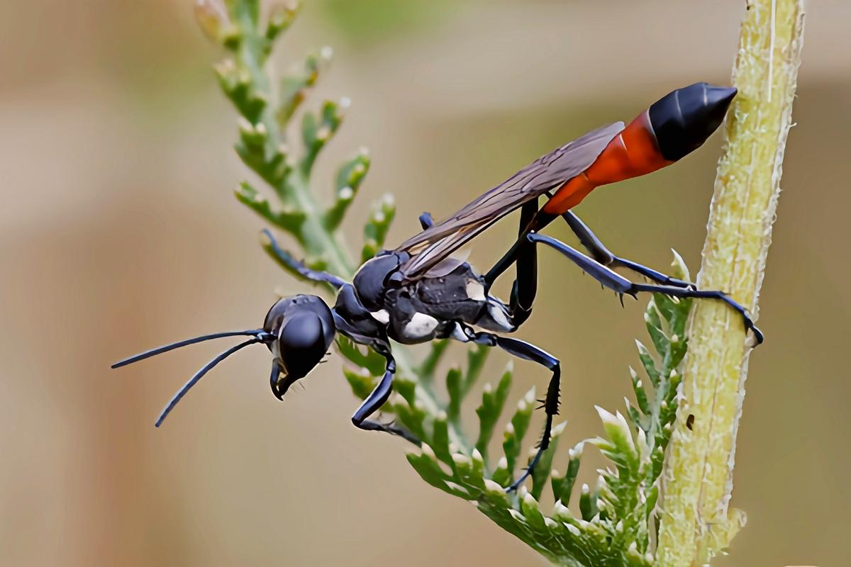 每天认识一种昆虫——红带泥蜂 红带沙蜂别名沙蜂,沙泥蜂,原产于亚洲.