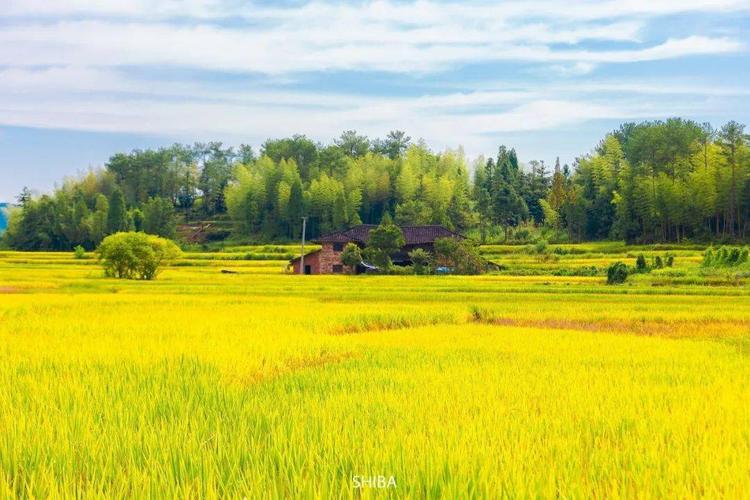 藏在浙南山间的绝美稻田,一到秋天就美成仙境,惊艳了摄影师的相机!