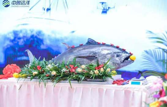 庖丁解"鱼" 30万元蓝鳍金枪鱼在济南"开鱼"