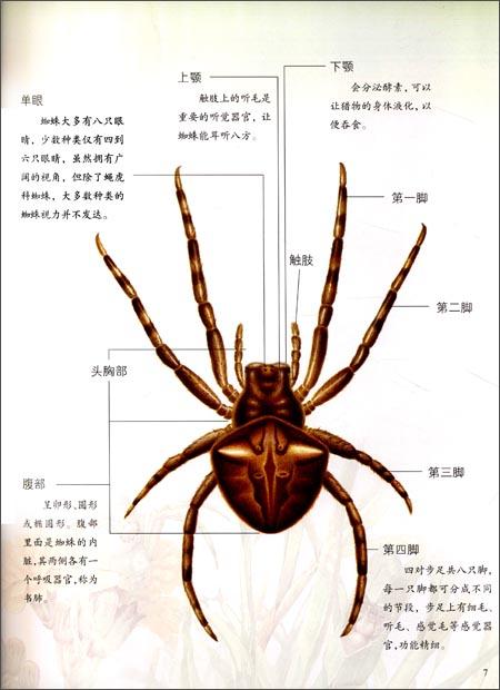 版权页:    插图:    a:蜘蛛的祖先是四亿年前活跃于海中的海蝎