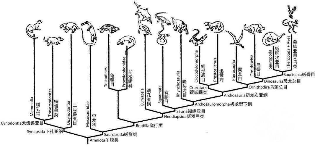 四足脊椎动物「祖龙类动物」后来在进化的过程