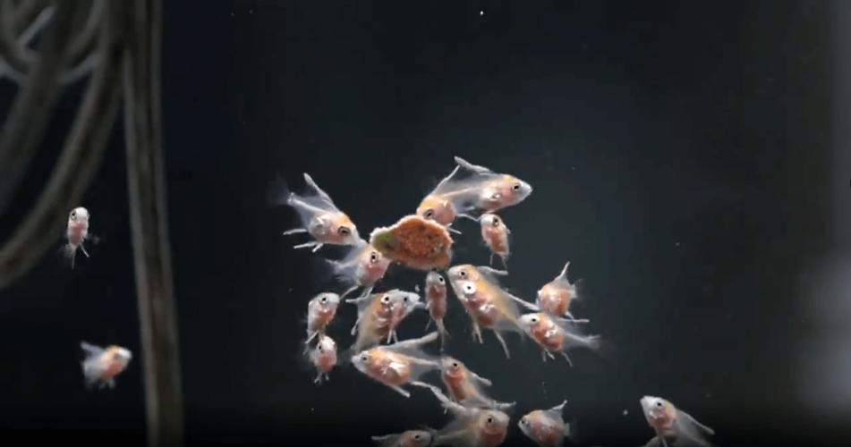 神仙燕鱼成长记从小鱼卵到飘逸神仙满缸游