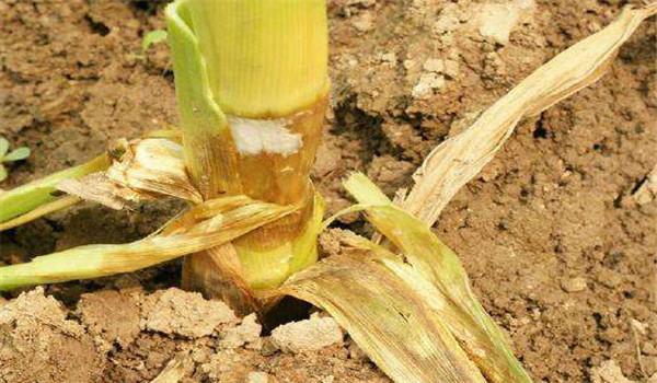 玉米茎腐病防治方法它是由什么原因形成的
