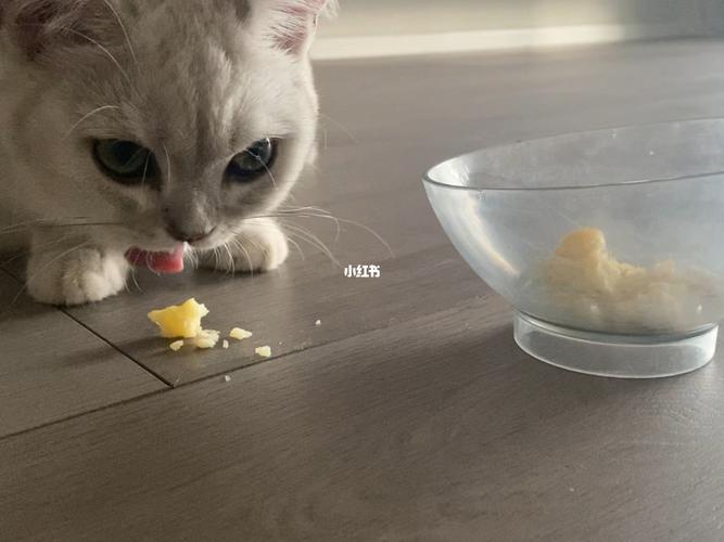 小猫咪喜欢吃洋芋