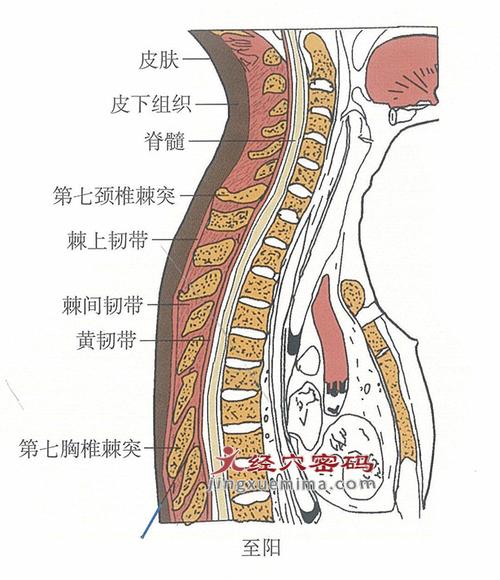 【穴位解剖】穴下为皮肤,皮下组织,棘上韧带,棘间韧带.