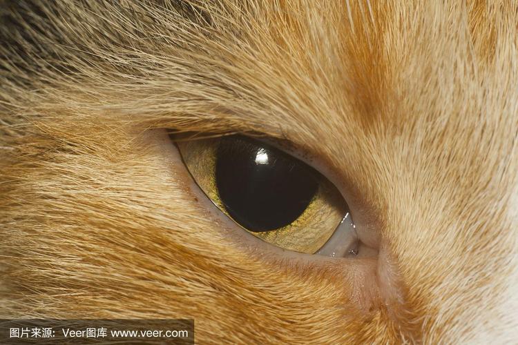 猫的眼睛特写镜头