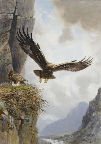 其它 鹰 写美篇鹰喜欢筑巢悬崖,有薪可蜗居,沐浴阳光,鹰翼下可挡雨遮