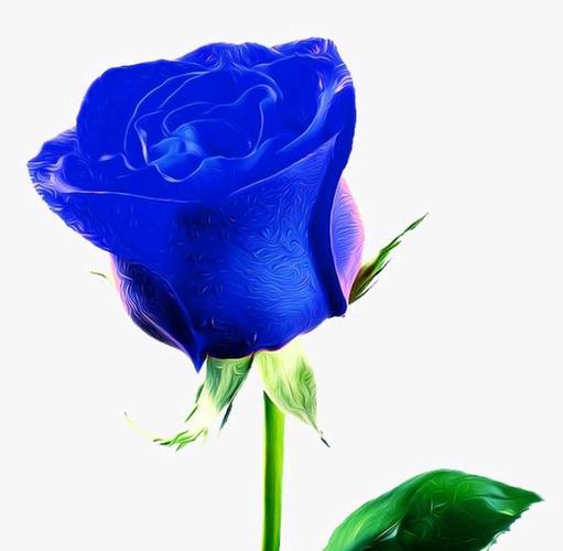 蓝玫瑰:对你无尽的爱