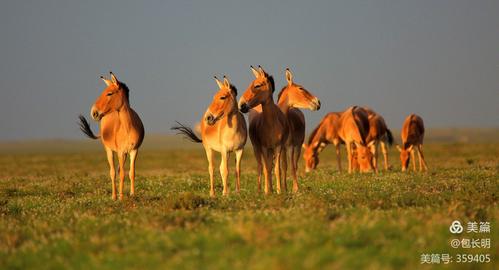 乌拉特草原上的蒙古野驴