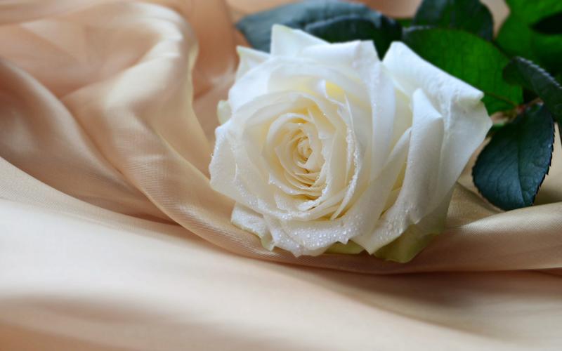 清新唯美高清纯洁白玫瑰图片桌面壁纸