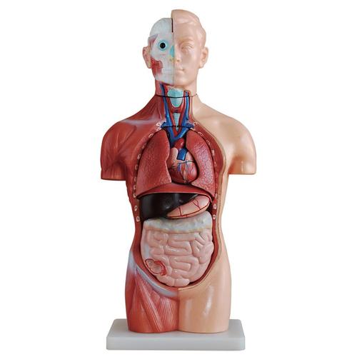 躯干模型人体内脏胸腹腹部器官解剖男性女性其他模型玩具