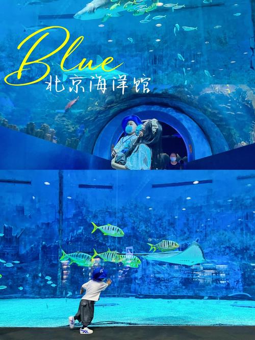 北京海洋馆|超全游玩攻略 打卡机位分享