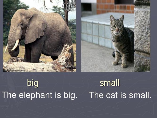 big the elephant is big. small the cat is small.