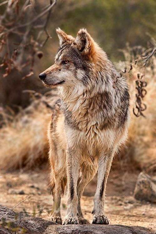 《狼道》:学习狼王的智慧和隐忍,几句话带你了解如何成为强者