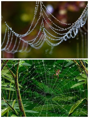 蜘蛛网珠——蜘蛛网是一件精妙的自然产物,既有柔韧性又非常的美丽.