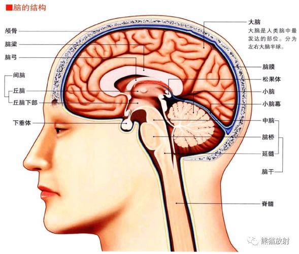 脑部构造大脑基底核小脑和脑干内容节选自:《3d人体解剖图》唐晓艳 译